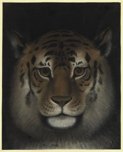 Tigerhuvud av Franz Krüger