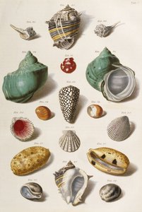 Olika snäckskal, 1758