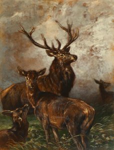 Hjortar och hindar av Franz Xaver von Pausinger