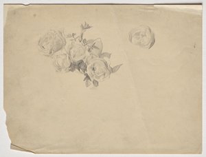 Rosenstudie av Franz von Matsch