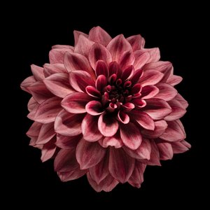 Dahlia i djup vinröd av Fred Louwen