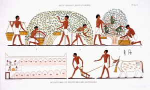 Fruktplockning, från en sällsynt uppteckning av fresker från Thebe, registrerad 1819-1822 vid sitt andra besök i Egypten av Frederic Cailliaud (1787-1869), färg litho