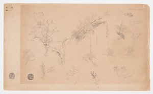 En grupp av tretton botaniska studier från Colombia eller Ecuador av Frederic Edwin Church
