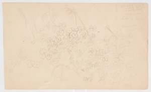 Botaniska skisser av Frederic Edwin Church