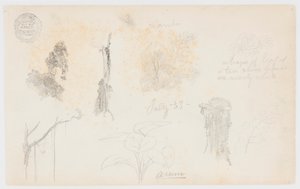 Botaniska skisser från Colombia: bambuträd, stammar och detaljer av Frederic Edwin Church