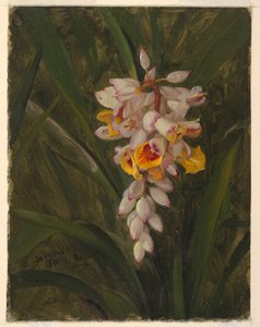 "Kardemumma" av Frederic Edwin Church