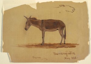 Teckning, en åsna, Baranquilla, Colombia, maj 1853 av Frederic Edwin Church
