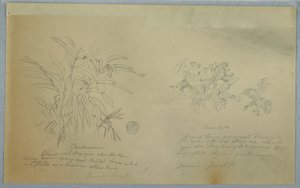 Teckning, studier av arrowroot och cardamum, Jamaica, juni 1865 av Frederic Edwin Church
