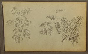 Teckning, Botaniska skisser, 1857 av Frederic Edwin Church