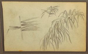 Teckning, Botaniska skisser, 1857 av Frederic Edwin Church