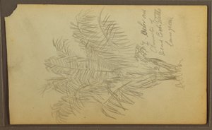 Teckning, Botaniska skisser, 1857 av Frederic Edwin Church