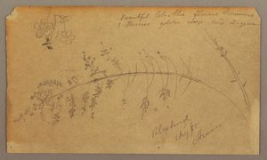 Teckning, Botaniska skisser, augusti 1865 av Frederic Edwin Church