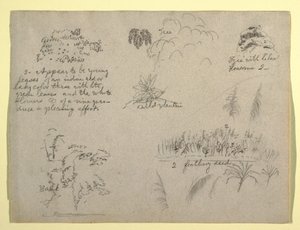 Teckning, Botaniska skisser, Colombia, 1853 av Frederic Edwin Church