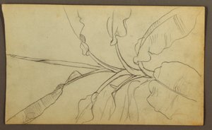 Teckning, Botaniska skisser, Ecuador eller Colombia; Verso: Botaniska skisser, 1857 av Frederic Edwin Church