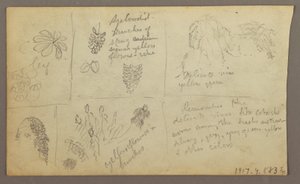 Teckning, Botaniska skisser, Ecuador eller Colombia; Verso: Botaniska skisser, 1857 av Frederic Edwin Church