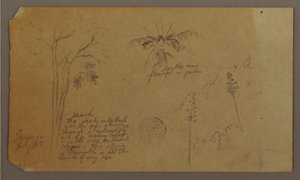 Teckning, Botaniska skisser, juli 1865 av Frederic Edwin Church