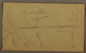 Teckning, Botaniska skisser, juni 1865 av Frederic Edwin Church