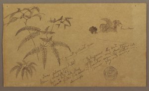 Teckning, Botaniska skisser, maj-augusti 1865 av Frederic Edwin Church