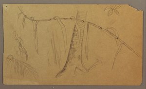 Teckning, Botaniska skisser, maj-augusti 1865 av Frederic Edwin Church