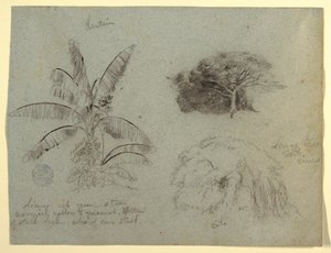 Teckning, Botaniska skisser, Sydamerika, maj 1853  av Frederic Edwin Church
