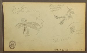 Teckning, Botaniska skisser; Verso: Botaniska skisser, 1857 av Frederic Edwin Church