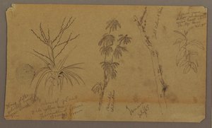 Teckning, Botaniska skisser; Averso: Moln, juli 1865 av Frederic Edwin Church