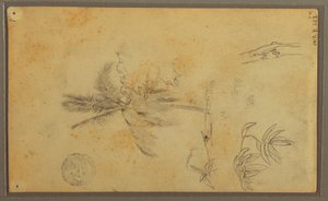 Teckning, Botaniska skisser; Averso: Ödla, palm, 1857 av Frederic Edwin Church
