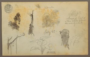 Teckning, Botaniska skisser från Colombia: Bambuträd, stammar och detaljer, juli 1853 av Frederic Edwin Church