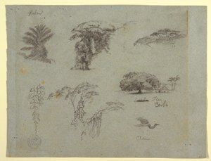 Teckning, Botaniska skisser från Sydamerika: en palm, trädgrupper, hängande kvistar, ett stort träd vid ett hus och en flygande trana, 1853, troligen maj av Frederic Edwin Church