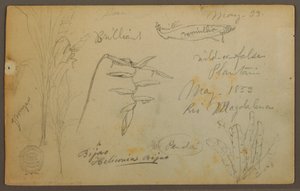 Teckning, Botaniska skisser från Rio Magalena, Colombia, maj 1853 av Frederic Edwin Church