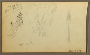 Teckning, Botaniska skisser, hus; botaniska skisser, 1857 av Frederic Edwin Church