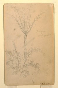 Teckning, Botaniska studier av träd, maj-juni 1857 av Frederic Edwin Church