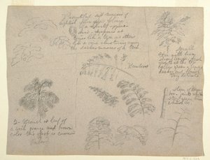 Teckning, Botaniska studier, sett från Rio Magdalena, Colombia, 1853 av Frederic Edwin Church