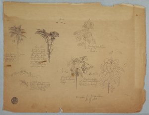Teckning, Botaniska studier med flygande papegojor, Boquia, Colombia, juli 1853 av Frederic Edwin Church