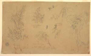 Teckning, Botaniska skisser, "nära Jorje", 23 juli 1857 av Frederic Edwin Church