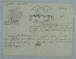 Teckning, Camacapalm, en grupp träd och lianer på en flodbank, fågel och ett knippe blad, Rio Magdalena, Colombia, maj 1853 av Frederic Edwin Church