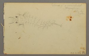 Teckning, Molnstudie, 1844 av Frederic Edwin Church