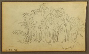 Teckning, Kor i landskap; Averso: Bambu, 1857 av Frederic Edwin Church