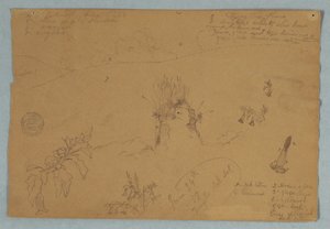Teckning, Teckning.  Botaniska skisser och molnskisser nära Quito, Ecuador, 24 juni 1857 av Frederic Edwin Church
