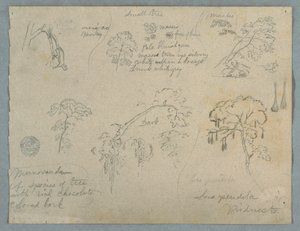 Teckning, Fem botaniska studier med en hängande apa, troligen Colombia, 1853 av Frederic Edwin Church