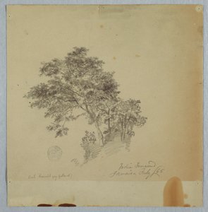 Teckning, indiska tamarindträd, Jamaica, juli 1865 av Frederic Edwin Church
