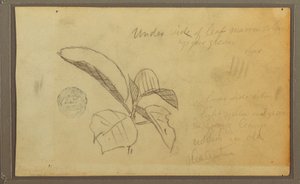 Teckning, Blad, 1857 av Frederic Edwin Church