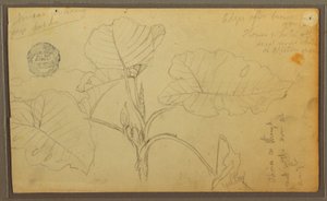 Teckning, Blad, 1857 av Frederic Edwin Church