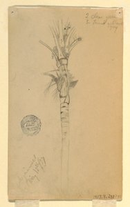 Teckning, Blad och stam av en palm, Aspinwall, Panama, 15 maj 1857 av Frederic Edwin Church