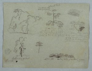 Teckning, Naturstudier med bland annat ett kandelaberträd med en sengångare, Rio Magdalena, Colombia, maj 1853 av Frederic Edwin Church