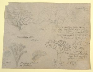 Teckning, Serie av botaniska studier med bland annat en alligator och ett monstruöst träd, sett från Rio Magdalena, Colombia, 1853 av Frederic Edwin Church