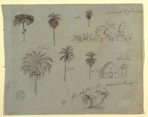 Teckning, skisser från Rio Magdalene, Columbia:  Botaniska studier och en kyrka, maj 1853 av Frederic Edwin Church