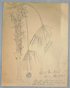 Teckning, liten fläktpalm, Jamaica, 14 juni 1865 av Frederic Edwin Church