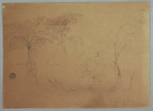 Teckning, Studie av två träd och tre växter, nära Jorje, Ecuador, 23 juli 1857 av Frederic Edwin Church