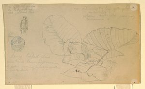 Teckning, Studie av en man; Studie av, möjligen juni 1857 av Frederic Edwin Church